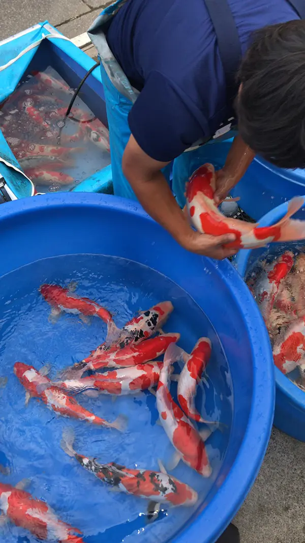 giá bán cá koi phụ thuộc Năm sinh của cá Koi 