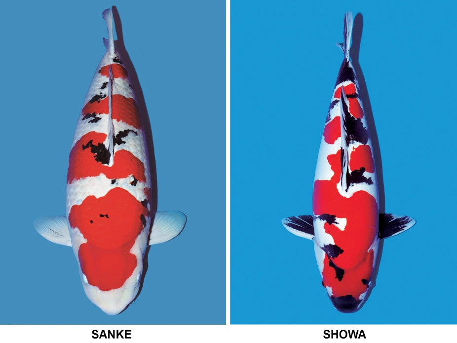 Phân biệt cá koi Showa và Sanke