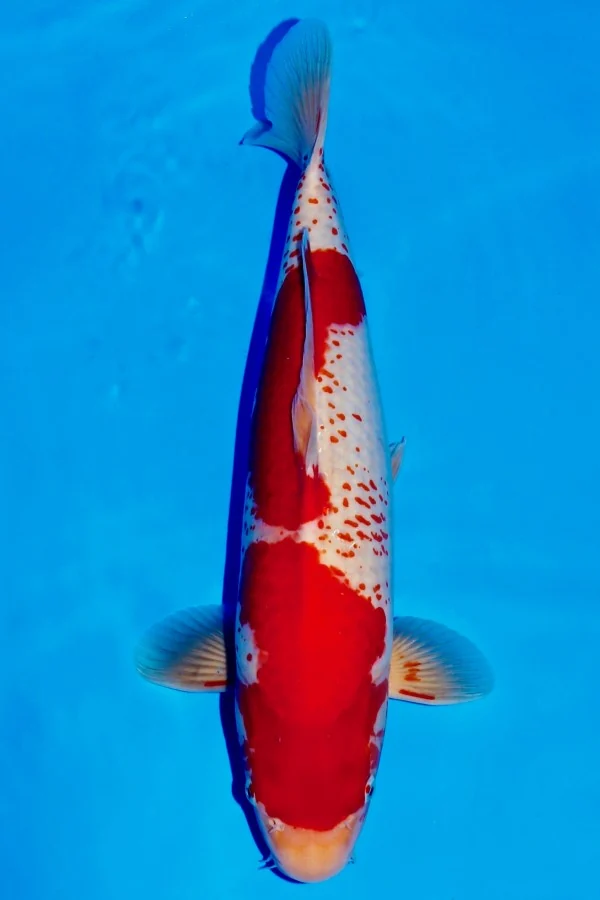 Cá koi Kanoko Kohaku