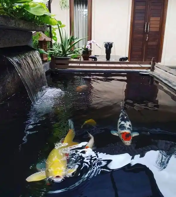 Hồ cá Koi mini ở trong nhà 