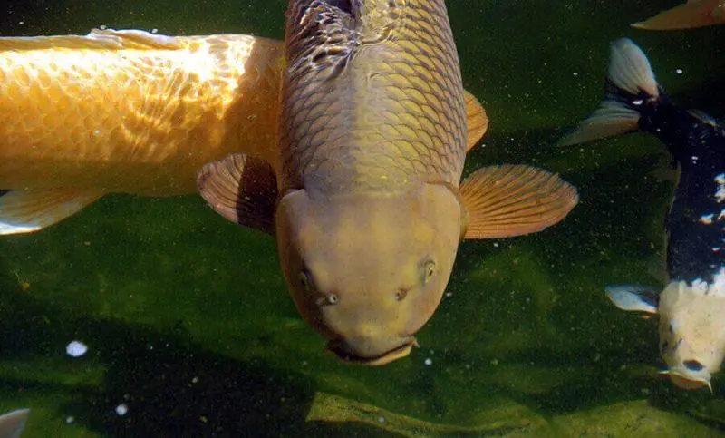 ​​​​​​​#[Tìm Hiểu] Top 3+ Loại Cá Koi Dẫn Đàn Trong Hồ Cá Koi