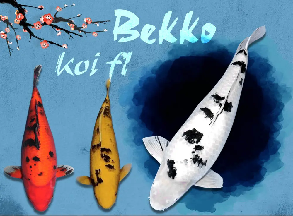 # Cá Koi Bekko: Nguồn Gốc, Đặc Điểm Và Cách Chọn Cá Đẹp