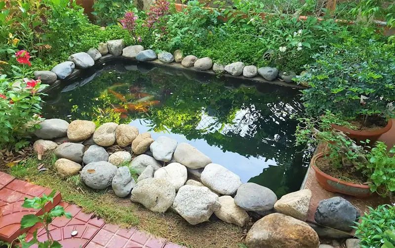 làm hồ cá koi mini