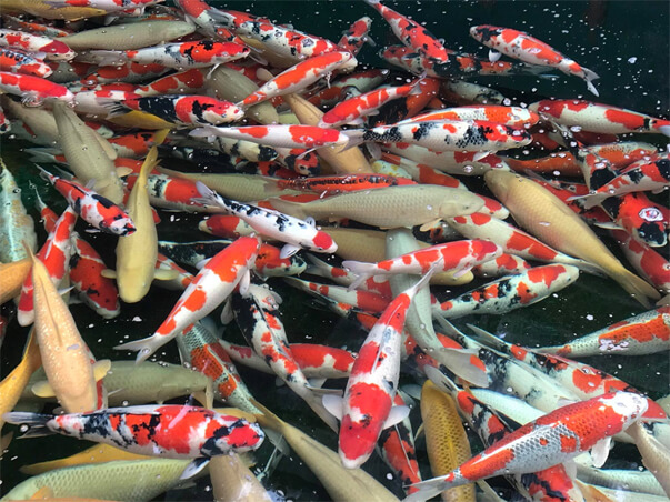 ca-koi