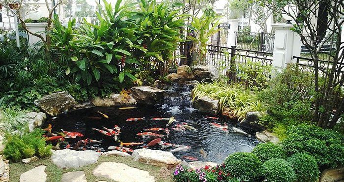 bể cá koi hiện đại